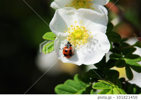 ロサ・セリセアの花にてんとう虫 ロサ・セリセアの花にてんとう虫 101821450