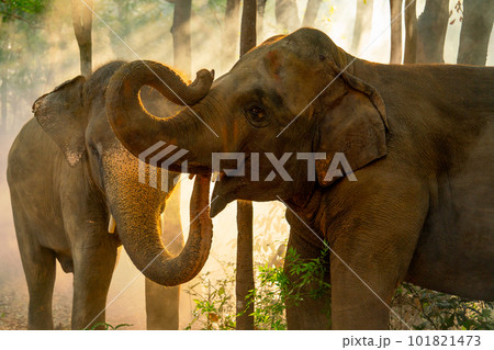 Close up two elephants stand together in forest with sunlight shine through the tree Close up two elephants stand together in forest with sunlight shine through the tree 101821473