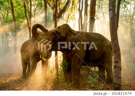 Two elephants stand together in forest with sunlight shine through the tree Two elephants stand together in forest with sunlight shine through the tree 101821474