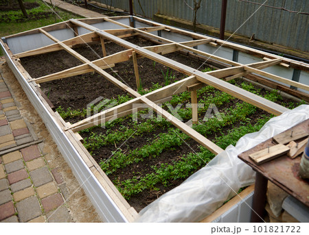 Top view of parsley, dill and herbs growing outdoors on a seed bed in greenhouse conditions. Protection of growing greenery with a film from cold and wind. Agriculture. Gardening. Agricultural hobby Top view of parsley, dill and herbs growing outdoors on a seed bed in greenhouse conditions. Protection of growing greenery with a film from cold and wind. Agriculture. Gardening. Agricultural hobby 101821722