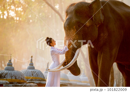 Beautiful Asian woman with white dress look like vietnam style touch elephant with love Beautiful Asian woman with white dress look like vietnam style touch elephant with love 101822009