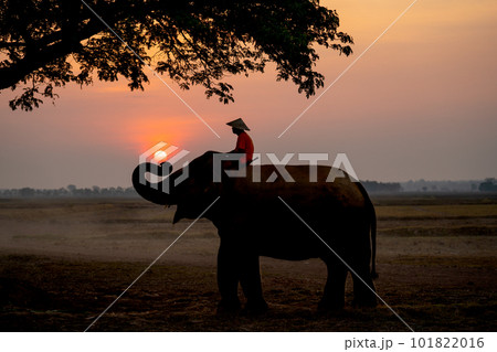 Silhouette of one mahout stay on head or back of elephant and near big tree 101822016