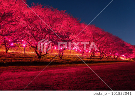 《埼玉県》満開の夜桜・春の権現堂桜堤の夜景 101822041
