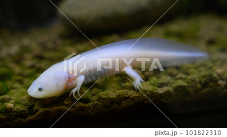 水槽内のウーパールーパー 水槽内のウーパールーパー 101822310