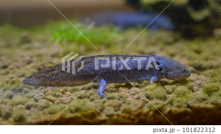 水槽内のウーパールーパー 水槽内のウーパールーパー 101822312