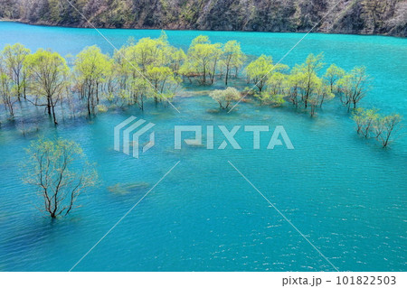 秋扇湖の水没林 101822503
