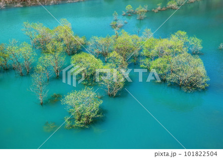 秋扇湖の水没林 101822504