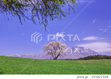 小岩井農場の一本桜 小岩井農場の一本桜 101822508