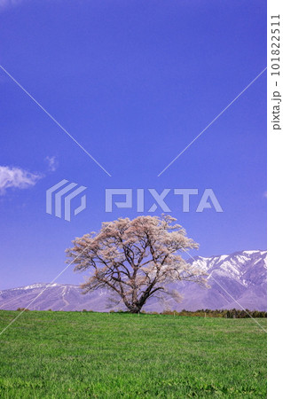 小岩井農場の一本桜 101822511