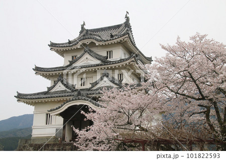 宇和島城・桜と天守（愛媛県・宇和島市） 101822593