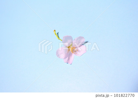 満開の桜 桜 さくら 桜 桜の花 花びら ソメイヨシノ 満開の桜 桜 さくら 桜 桜の花 花びら ソメイヨシノ 101822770