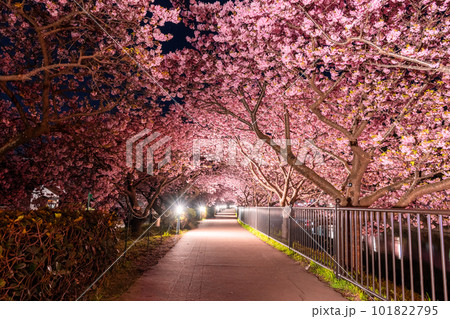 《静岡県》河津桜ライトアップ・河津町 《静岡県》河津桜ライトアップ・河津町 101822795