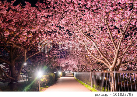 《静岡県》河津桜ライトアップ・河津町 101822798