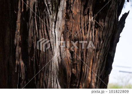 木の幹のアップ画像 101822809