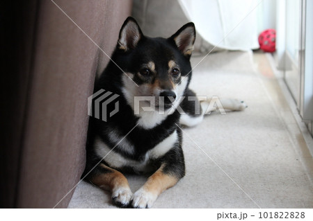 お気に入りの場所でひなたぼっこをする黒柴 101822828