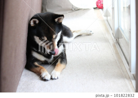 お気に入りの場所でひなたぼっこをする黒柴 101822832