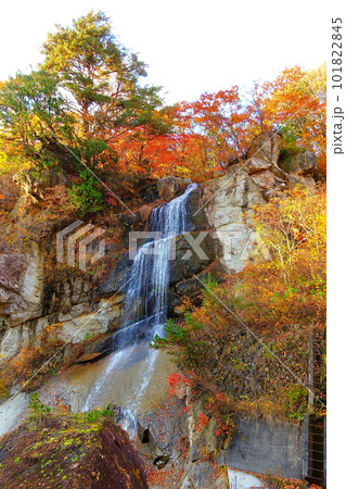 面白山紅葉川渓谷　紅葉　黄葉 101822845