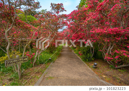 小室山公園 約10万のつつじ 真っ赤なつつじのじゅうたん 伊東市 小室山公園 約10万のつつじ 真っ赤なつつじのじゅうたん 伊東市 101823223