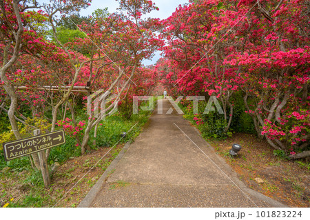 小室山公園　約10万のつつじ　真っ赤なつつじのじゅうたん　伊東市 101823224
