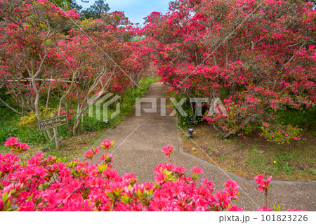 小室山公園 約10万のつつじ 真っ赤なつつじのじゅうたん 伊東市 小室山公園 約10万のつつじ 真っ赤なつつじのじゅうたん 伊東市 101823226