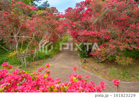 小室山公園 約10万のつつじ 真っ赤なつつじのじゅうたん 伊東市 小室山公園 約10万のつつじ 真っ赤なつつじのじゅうたん 伊東市 101823229