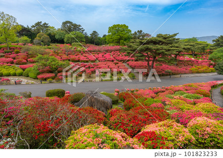 小室山公園　約10万のつつじ　真っ赤なつつじのじゅうたん　伊東市 101823233