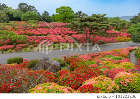 小室山公園 約10万のつつじ 真っ赤なつつじのじゅうたん 伊東市 小室山公園 約10万のつつじ 真っ赤なつつじのじゅうたん 伊東市 101823236