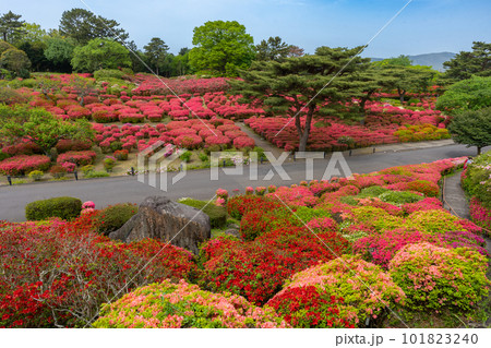 小室山公園 約10万のつつじ 真っ赤なつつじのじゅうたん 伊東市 小室山公園 約10万のつつじ 真っ赤なつつじのじゅうたん 伊東市 101823240