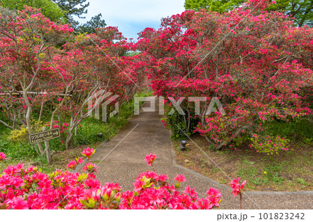 小室山公園 約10万のつつじ 真っ赤なつつじのじゅうたん 伊東市 小室山公園 約10万のつつじ 真っ赤なつつじのじゅうたん 伊東市 101823242