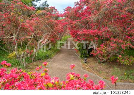 小室山公園 約10万のつつじ 真っ赤なつつじのじゅうたん 伊東市 小室山公園 約10万のつつじ 真っ赤なつつじのじゅうたん 伊東市 101823246