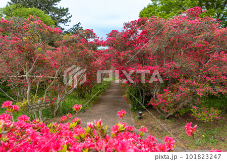 小室山公園 約10万のつつじ 真っ赤なつつじのじゅうたん 伊東市 小室山公園 約10万のつつじ 真っ赤なつつじのじゅうたん 伊東市 101823247