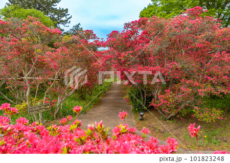 小室山公園 約10万のつつじ 真っ赤なつつじのじゅうたん 伊東市 小室山公園 約10万のつつじ 真っ赤なつつじのじゅうたん 伊東市 101823248