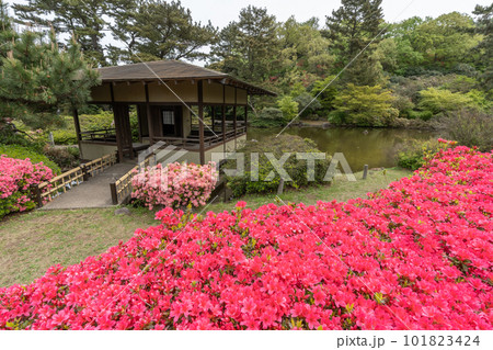小室山公園 約10万のつつじ 真っ赤なつつじのじゅうたん 伊東市 小室山公園 約10万のつつじ 真っ赤なつつじのじゅうたん 伊東市 101823424