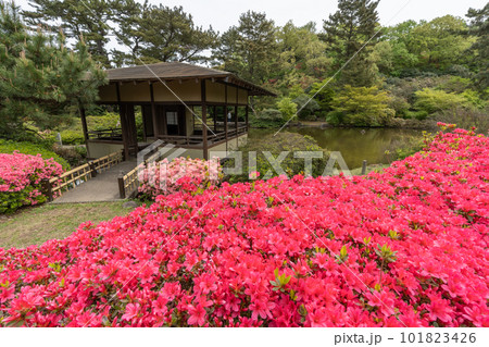 小室山公園 約10万のつつじ 真っ赤なつつじのじゅうたん 伊東市 小室山公園 約10万のつつじ 真っ赤なつつじのじゅうたん 伊東市 101823426