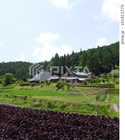 京都 大原 赤しそ畑 京都 大原 赤しそ畑 101823779