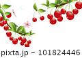 サクランボの木と桜の花の横スタイル背景素材 101824446
