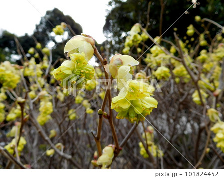 山下公園　トサミズキの花 101824452