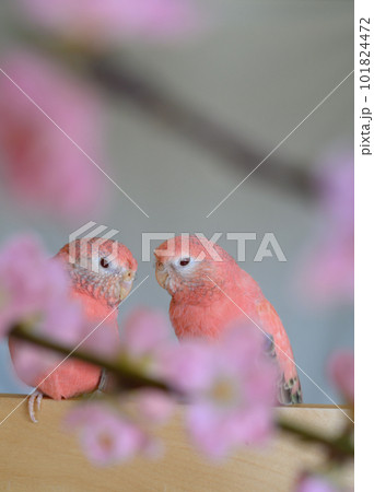 アキクサインコ 101824472