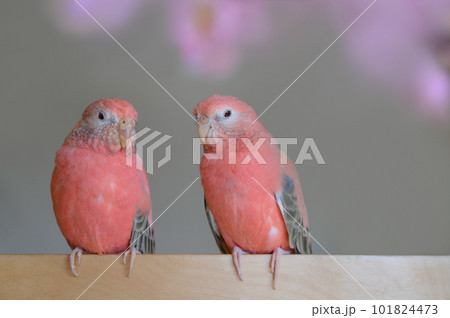 アキクサインコ 101824473