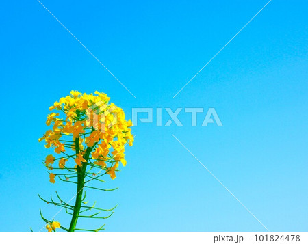 菜の花 菜の花 101824478