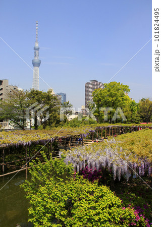亀戸天神の藤と東京スカイツリー 101824495
