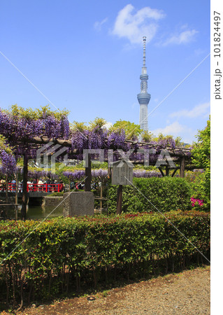 亀戸天神の藤と東京スカイツリー 101824497