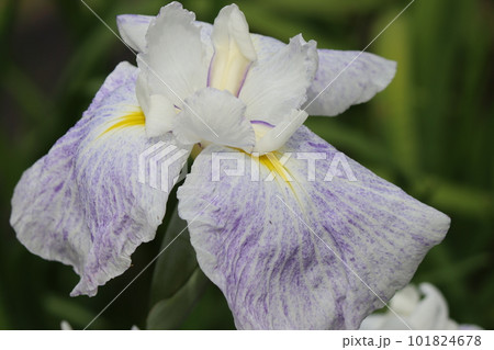 初夏を鮮やかに彩る花ショウブの花 初夏を鮮やかに彩る花ショウブの花 101824678
