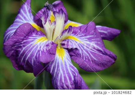 多彩な色彩が華やかさを演出するハナショウブー八 多彩な色彩が華やかさを演出するハナショウブー八 101824682