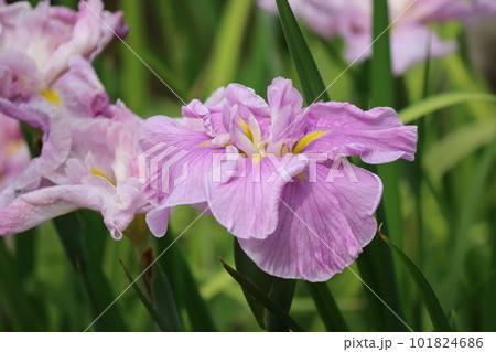 多彩な色彩が華やかさを演出するハナショウブー四 多彩な色彩が華やかさを演出するハナショウブー四 101824686