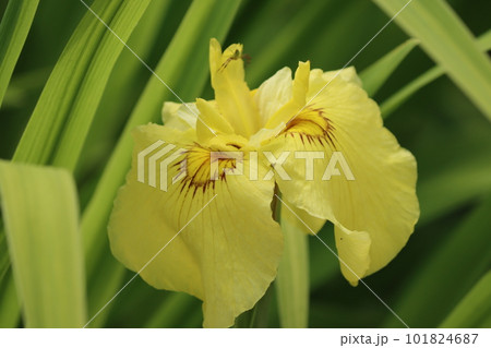 多彩な色彩が華やかさを演出するハナショウブー参 多彩な色彩が華やかさを演出するハナショウブー参 101824687