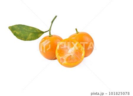 kumquat orange that placed on white background 101825078
