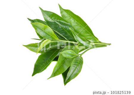 tea leaf on white background tea leaf on white background 101825139