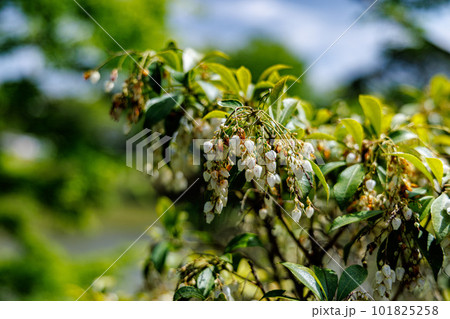 東大寺大仏池のほとりで見つけた馬酔木の白い花 東大寺大仏池のほとりで見つけた馬酔木の白い花 101825258