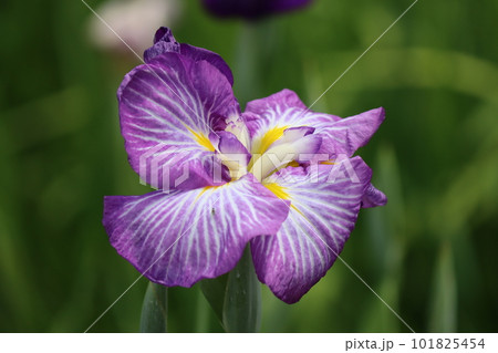 初夏を鮮やかに彩る花ショウブの花ー五 初夏を鮮やかに彩る花ショウブの花ー五 101825454